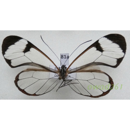 Greta oto (Hewitson, 1855) ex. ovo Costa Rica81a